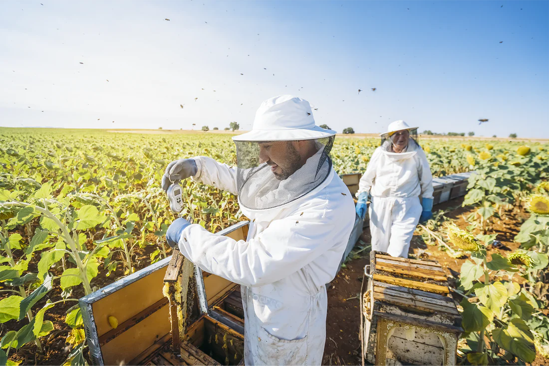 Honey Packing Video